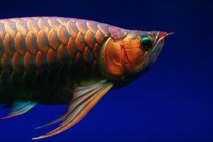 Exquisite Saltwater Fish