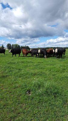 Angus and Simmental mix