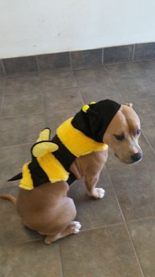 cute bee
 Dog Grooming Near Me
 Flea Bath
 Cat Grooming Services