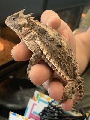 Giant Horned Lizard!