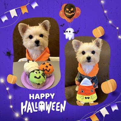 Zoe w/ PetSmart's Halloween cupcakes & candy corn toy