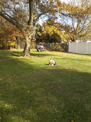 mowing leaf cleanup , and chestnut spurs