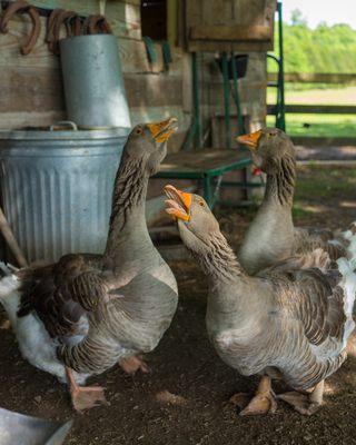 Saving Heritage Breeds from extinction