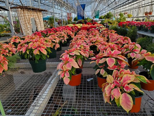 Brighten your home with poinsettias!