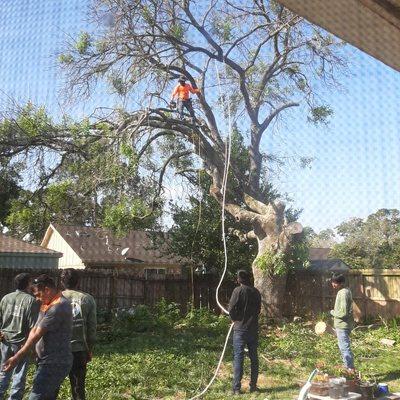 Green Leaf Tree Services