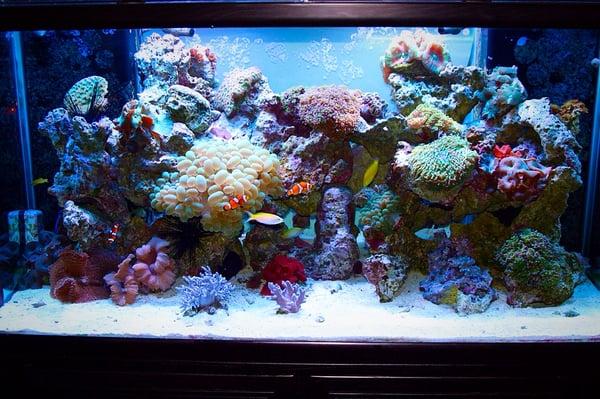 Reef tank