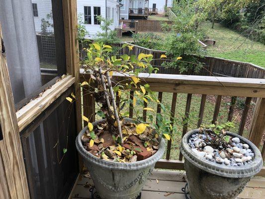 De-leafed Mandevilla