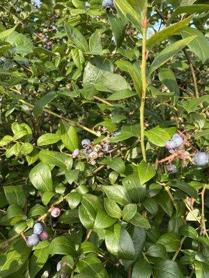 Martin's Blueberry Farm