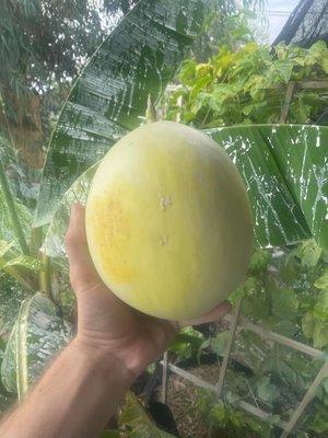 Tucson grown honeydew melon