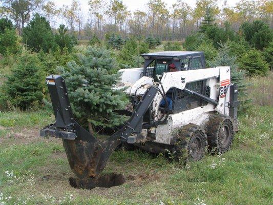 Tree Digging