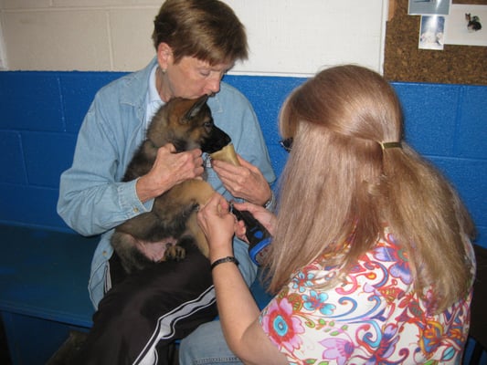 Puppy nail trim.