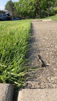 Over grown grass over edge