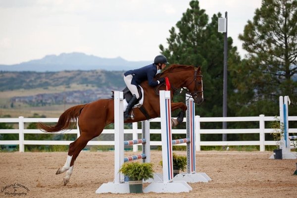 Hunter/jumper training. Local and A shows.