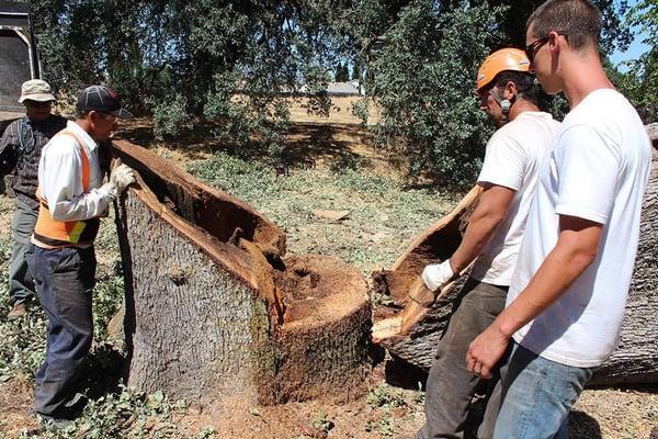 This is why it is important to have your trees diagnosed by a certified arborist. This oak tree was completely hollow.