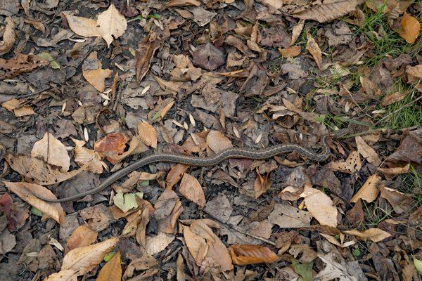 You might see garter snakes near the creek. (They won't hurt you.)