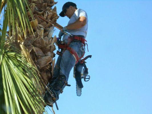 Palm Removals