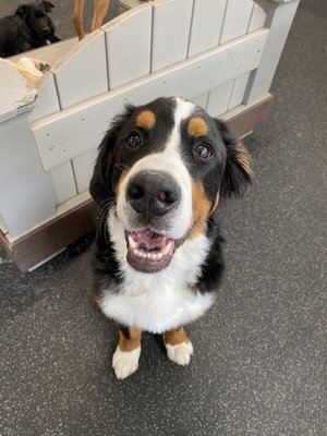 Maverick loved his first day at DoggyDaycare!