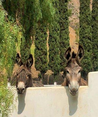 BLM donkey's this attorney (Virginie Parant) sold with her house, gets away with illegal transfer of BLM donkeys.