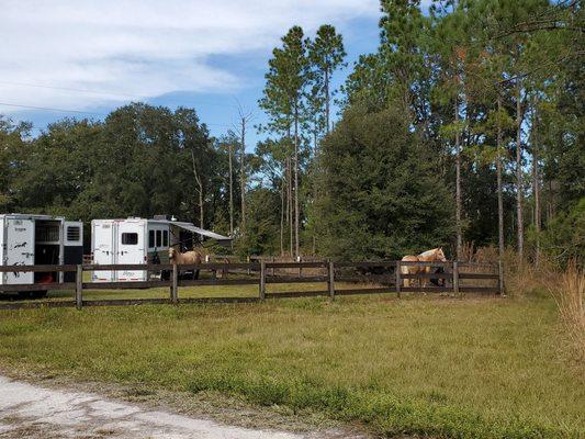 Horses in the parking lot area