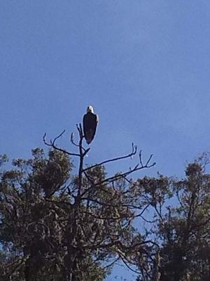 Bald Eagle