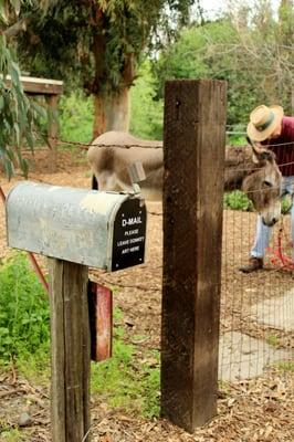 Drop off pics and letters for Perry and Niner in their D-Mail