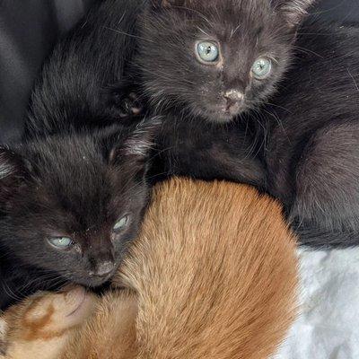 Three more babies waiting for their pre-adoption visit.