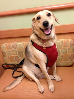 Lolita awaiting her favorite veterinarian and  veterinary RN