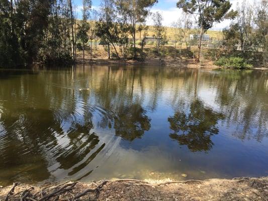 Scripps Library Pond