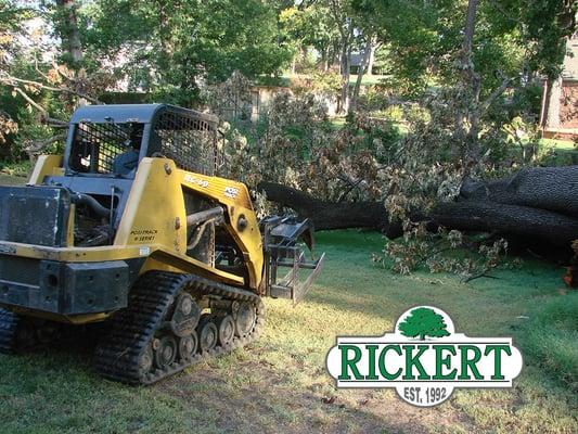 Tree Maintenance Services