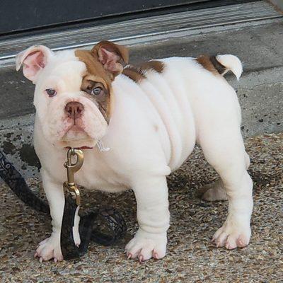 Gottolovea Bulldog