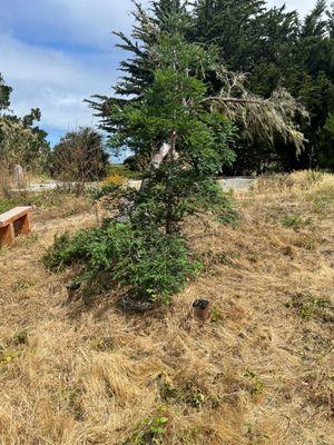 Large redwood tree