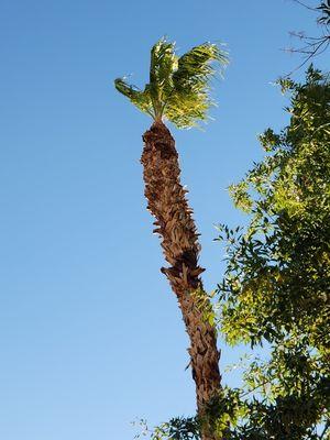 Palm Tree Trimming Service