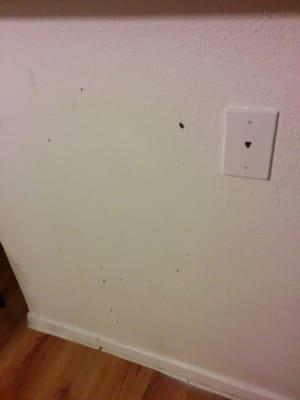 Each little dark dot you see is a roach.  This wall is probably 4.5'x3'.