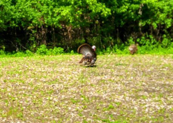 This TurkeyBoy was performing a mating dance to impress the 2 lady Turkey's.