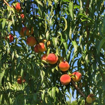 Loaded Peach Trees: Buttermilk Creek Farm