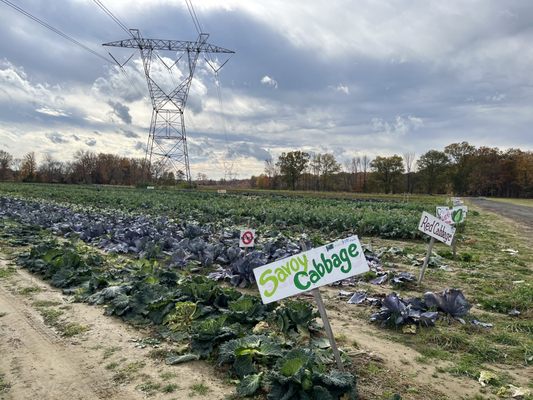 cabbage fields