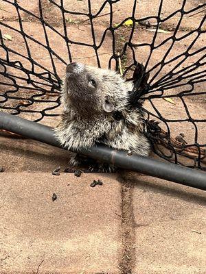 A young groundhog somehow managed to get caught up in an entanglement with our football net A view head on