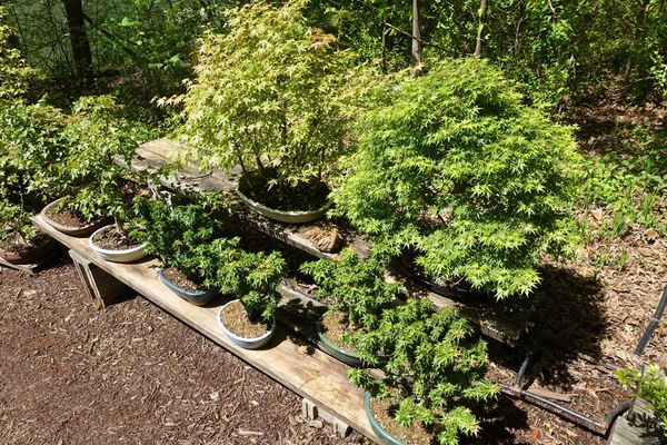 Bonsai Learning Center