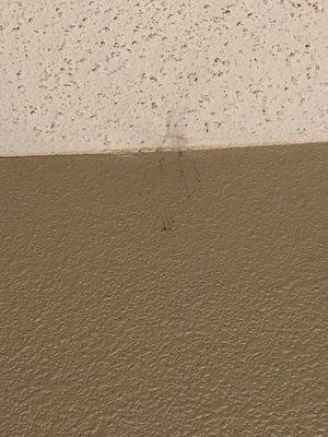 Webs on ceiling and walls (there were many!)