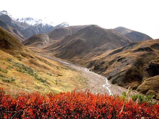 Great Open Tundra
Denali National Park, Alaska