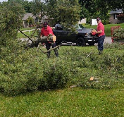 Complete tree removal