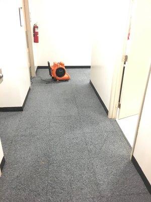 Commercial Carpet Cleaning we have you Covered.