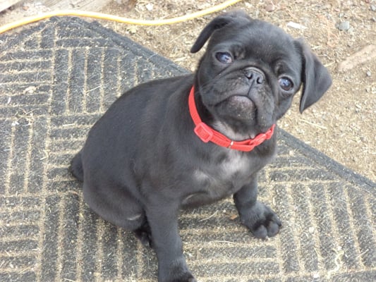 Black male pup at 7 weeks.