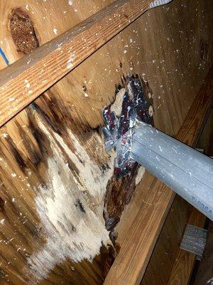 Water damage & mold on an attic sheathing