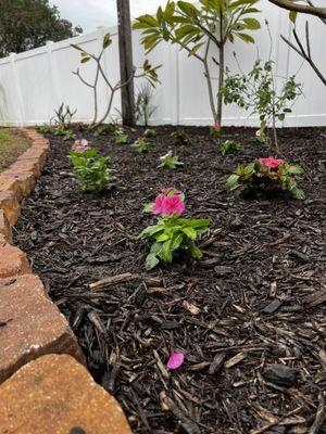 Close up of Vinca Flowers added to Chocolate Brown Mulch Installation Service