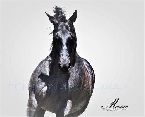 equine art from your photo session