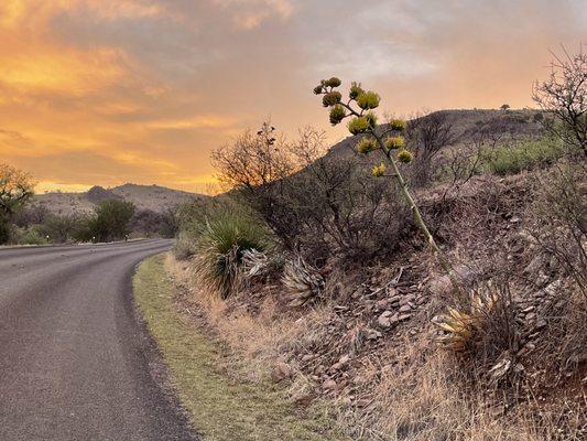 Century plant in bloom on main park road at sunset - century plants bloom once in their lifetimes at around 15 or 20 years