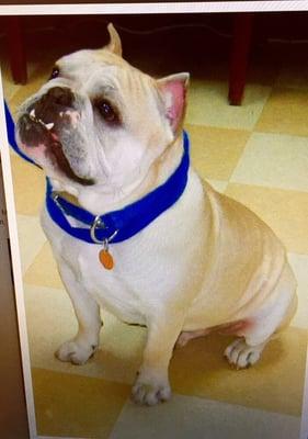 Ludo aka Frenchie's pic on petfinder