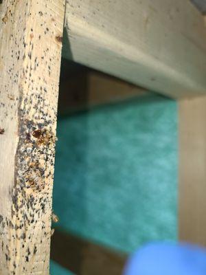 Fecal matter on the underside of a box spring