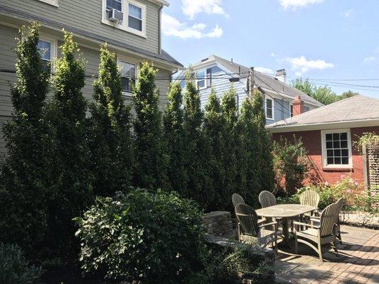 Hornbeam privacy hedge, East Side Providence